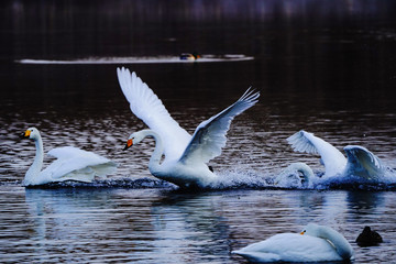 屈斜路湖の白鳥