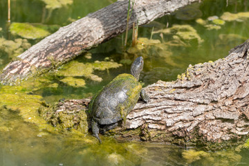 Fototapeta premium Green water turtle enjoing sunbath close up