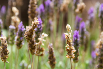 lavender background defocused violet and green colors
