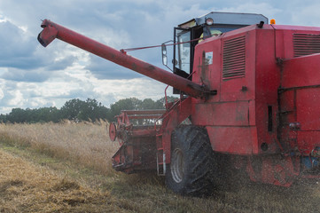 Grain is being cut by combine-harvester during harvest time in summer in Poland