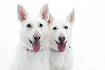 White German Shepherd Pair