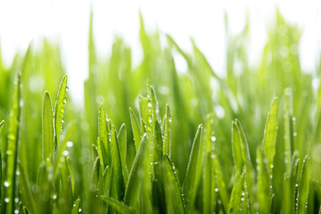 Fototapeta na wymiar Fresh green grass with water drops on the background of sunlight beams. Soft focus.Spring theme.Concept freshness