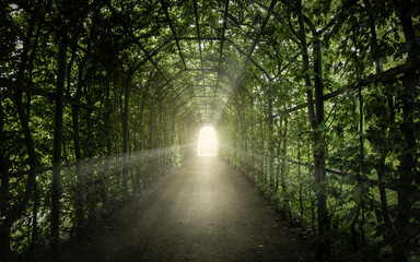 Fototapeta premium Archway through the lush greenery. Towards the light through the green tunnel