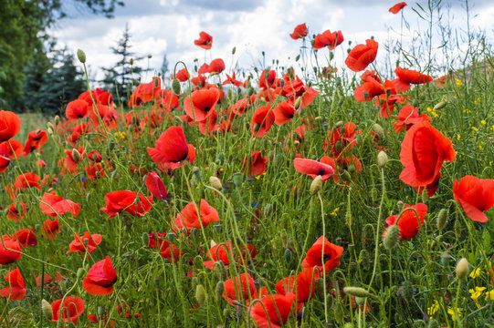 Field full of red poppy flowers © Kazick