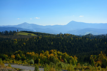 Obraz premium View of the mountains of Hoverla and Petros, Chornohirskyi ridge, Carpathian Mountains, coniferous forest.