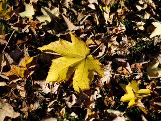 Plants: Autumnal yellow colored maple leaf and other wilted leaves on a meadow in the deep October sun