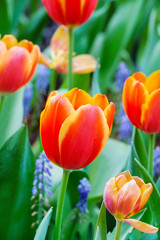 Naklejka premium Tulip flower background, Colorful tulips meadow nature in spring, close up