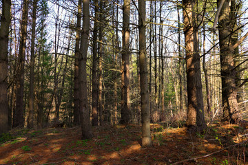 A place without humans is a place without hurt