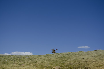 Heads or Tails, Bull Elk