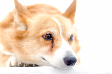 Cute Corgi 