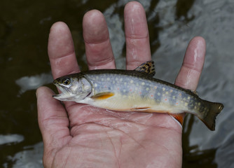 Baby Trout in Hand