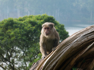 Wild Monkeys near Munnar, Kerala, India