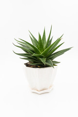 Beautiful succulent in white pot