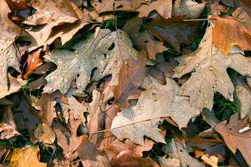 Plants: Colorful autumn leaves covering the lawn in a park on a sunny day in October