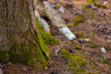 Roots 