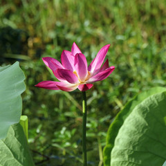 Obraz premium Pink Lotus flower