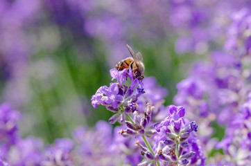 bee collection pollin in a lavender flower