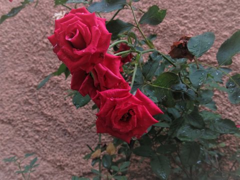 Penca de rosas vermelhas.
