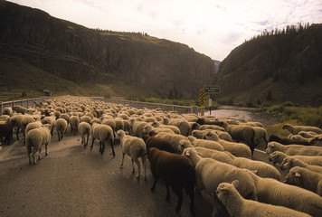 Sheep Crossing the Rio Grande River