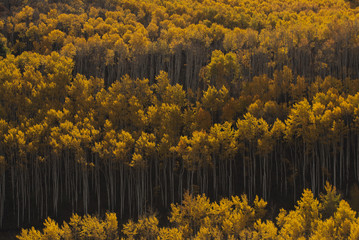 Aspen Fall Foliage in Colorado