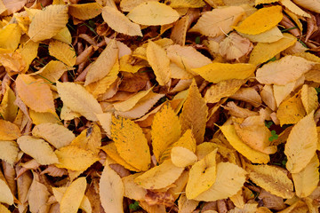 Plants: Colorful autumn leaves covering the lawn in a park on a sunny day in October