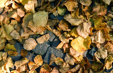 Plants: Colorful autumn leaves on the granite pavement on a sunny day in October