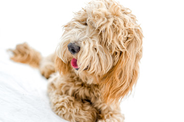 Sweet Labradoodle Puppy