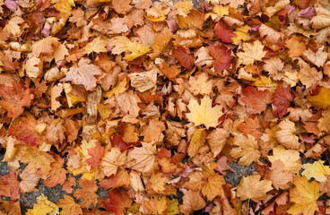 Plants: Colorful autumn leaves covering the pavement