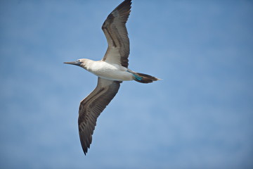 blue-footed booby (Sula nebouxii) in flight