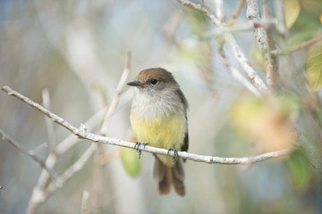 Galapagos flycatcher (myiarchus magnirostris) in Galapagos islands
