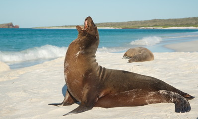 Galápagos sea lion (Zalophus wollebaeki)