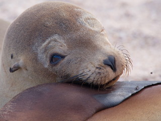 Gal&aacute;pagos sea lion (Zalophus wollebaeki)