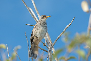juvenile Galapagos mockingbird, Mimus parvulus, on Santa Cruz Island