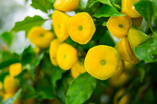 Yellow color of wax rose flower or Pereskia bleo flower  with green leaves of its in the botanical garden or park