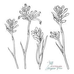 Hand-drawn Kangaroo Paw Vector Illustration Set