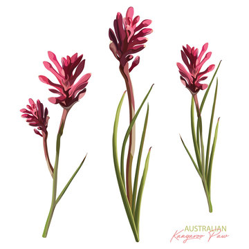 Australian Pink Kangaroo Paw Realistic Vector Illustration