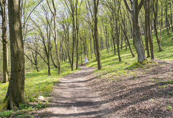 Green forest during springtime