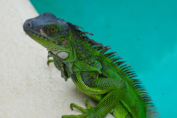 Green Iguana Lizard in Nature