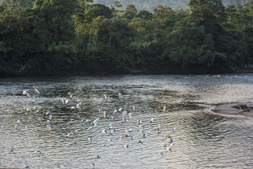 Amazonian rainforest. Misahualli River. Napo province, Ecuador