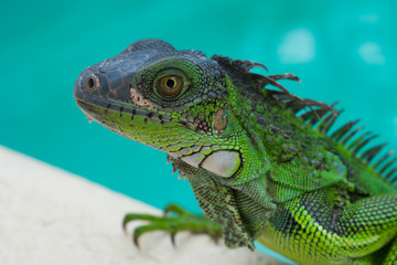 Green Iguana Lizard in Nature close up