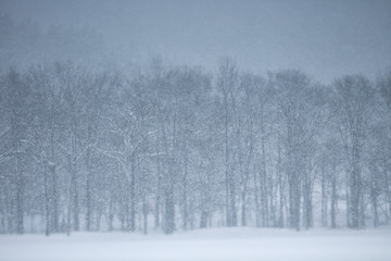 Snow covered forest in winter