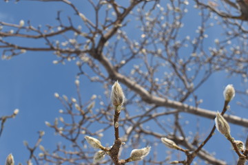 春を待つ芽と青空