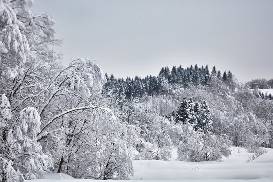 Snow covered forest in winter