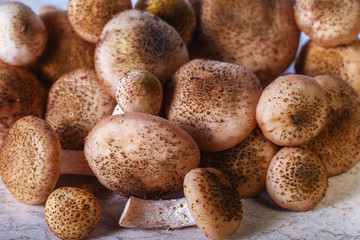 mushrooms agaric honey on a wooden Desk as food background
