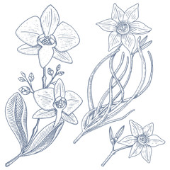 daffodil and orchid with leaves and buds. Wedding flowers in the garden or spring plant. design for package tea or organic cosmetic, card mother day. engraved hand drawn in old sketch. floral bouquet.