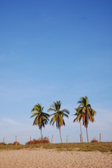 3 y media palmeras (3)