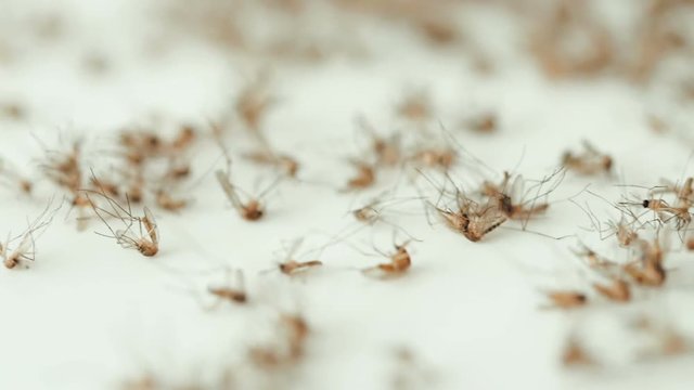 Many dead mosquitoes which killed by mosquito trap machine , caused of harmful infections such as a malaria, yellow fever, Chikungunya, West Nile virus, dengue fever, filariasis, Zika virus and other