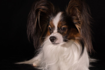 Beautiful young male dog Continental Toy Spaniel Papillon on black background