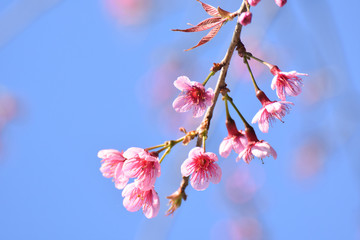 Cherry blossom