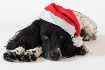 Beautiful female spaniel in a red cap of Santa Claus on white background